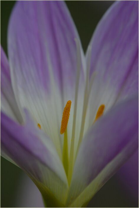 Herbstzeitlose (Colchicum autumnale L.)