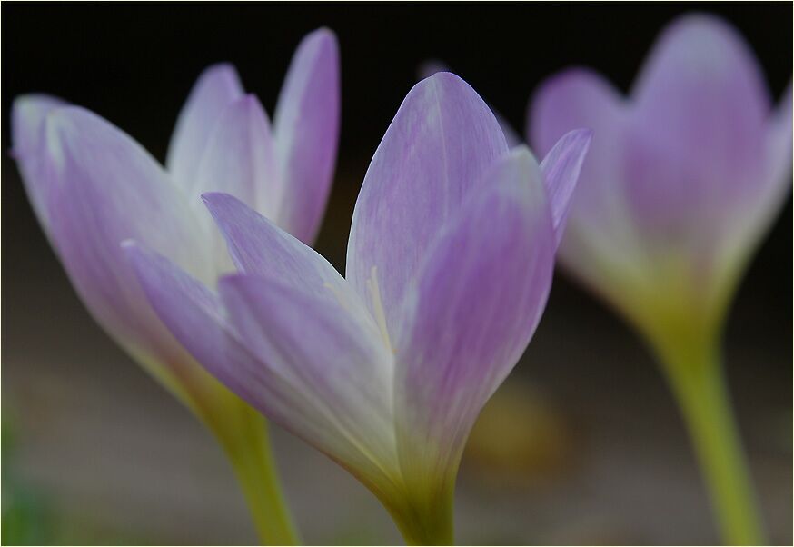 Herbstzeitlose (Colchicum autumnale L.)