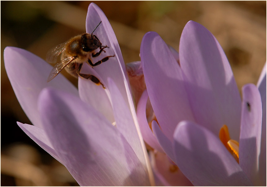 Herbstzeitlose (Colchicum autumnale L.)