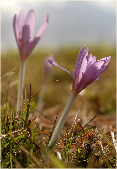 Herbstzeitlose (Colchicum autumnale L.)