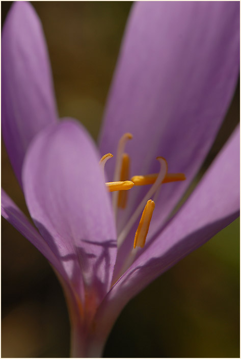 Herbstzeitlose (Colchicum autumnale L.)