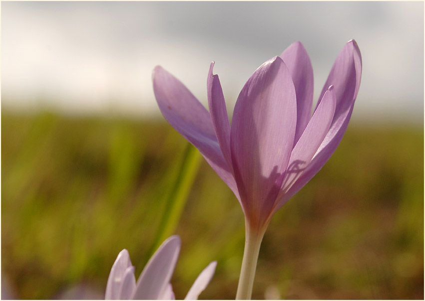 Herbstzeitlose (Colchicum autumnale L.)