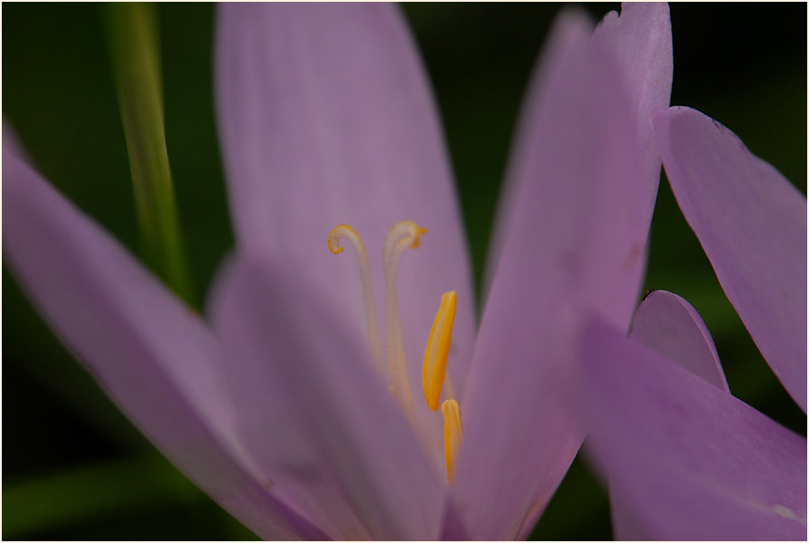 Herbstzeitlose (Colchicum autumnale L.)