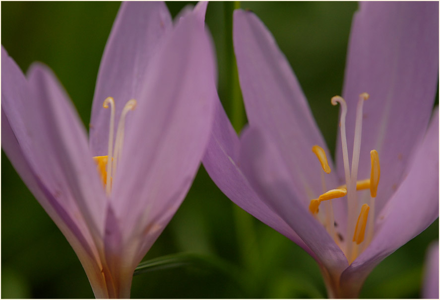 Herbstzeitlose (Colchicum autumnale L.)