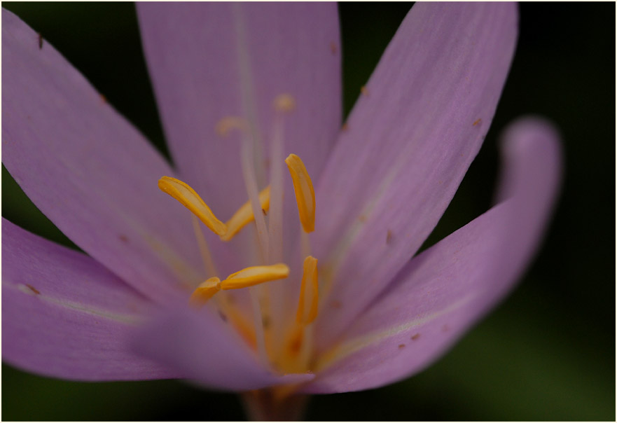 Herbstzeitlose (Colchicum autumnale L.)