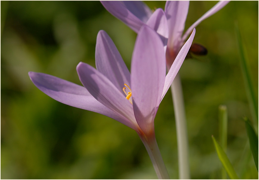 Herbstzeitlose (Colchicum autumnale L.)