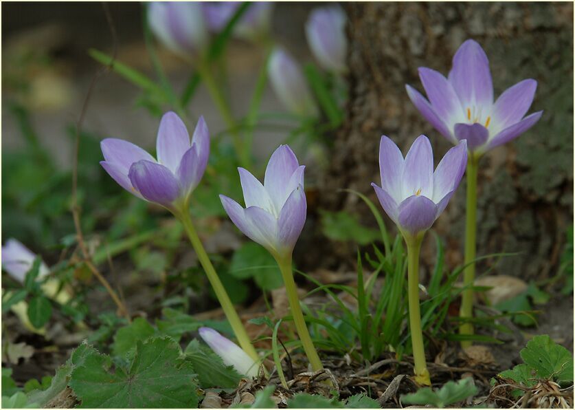 Herbstzeitlose (Colchicum autumnale L.)