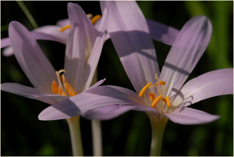 Herbstzeitlose (Colchicum autumnale L.)