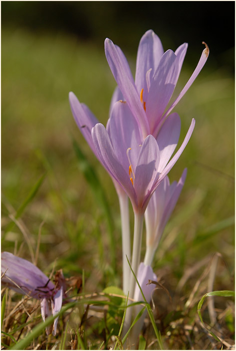 Herbstzeitlose (Colchicum autumnale L.)