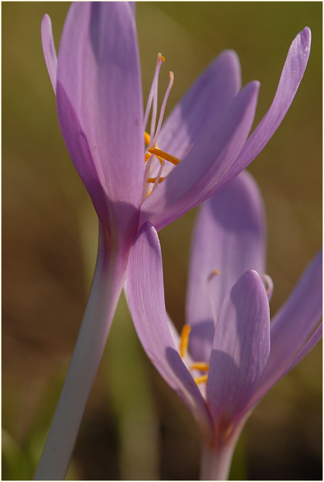 Herbstzeitlose (Colchicum autumnale L.)