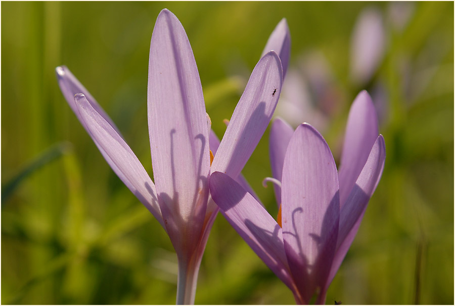 Herbstzeitlose (Colchicum autumnale L.)