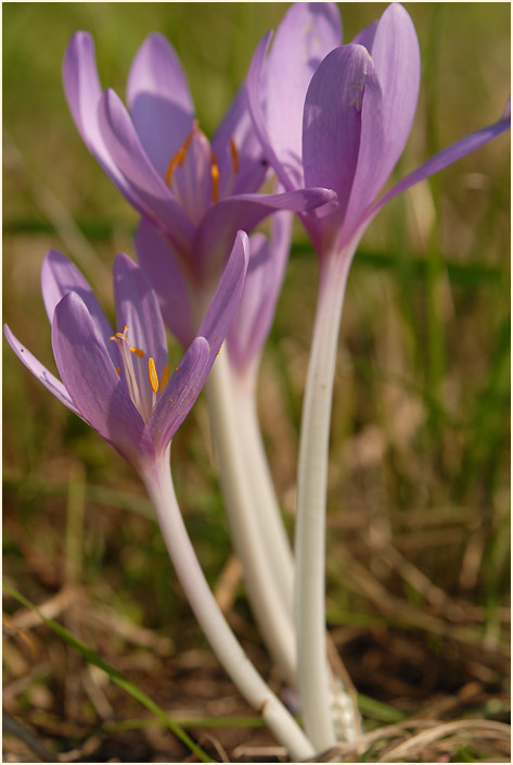 Herbstzeitlose (Colchicum autumnale L.)