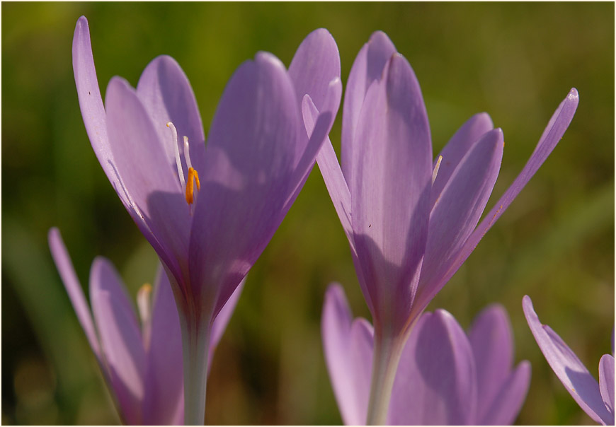 Herbstzeitlose (Colchicum autumnale L.)