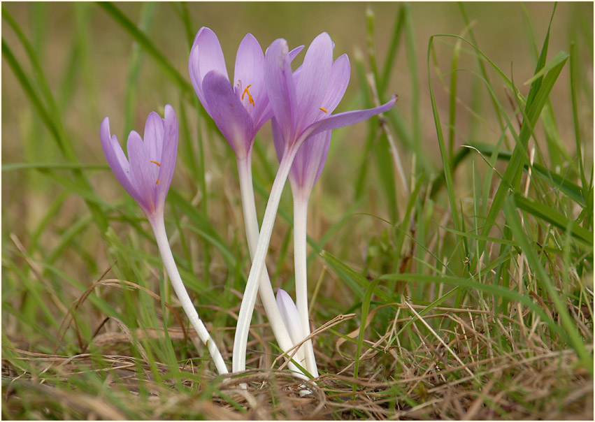 Herbstzeitlose (Colchicum autumnale L.)