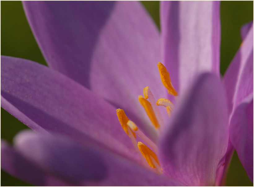 Herbstzeitlose (Colchicum autumnale L.)