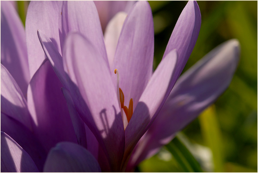 Herbstzeitlose (Colchicum autumnale L.)