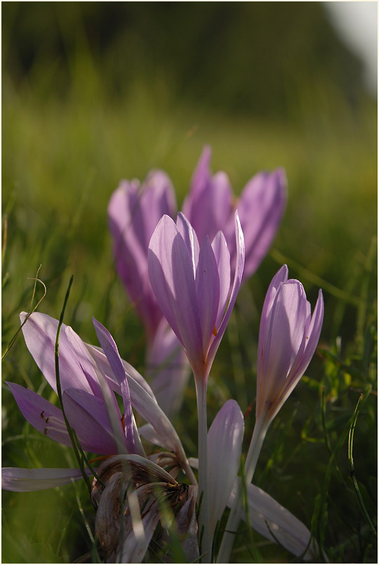 Herbstzeitlose (Colchicum autumnale L.)