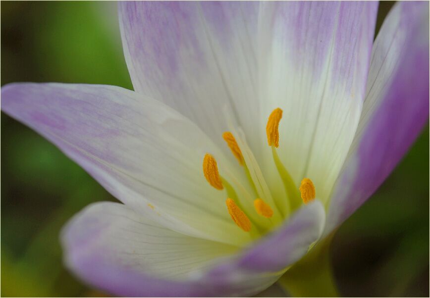 Herbstzeitlose (Colchicum autumnale L.)