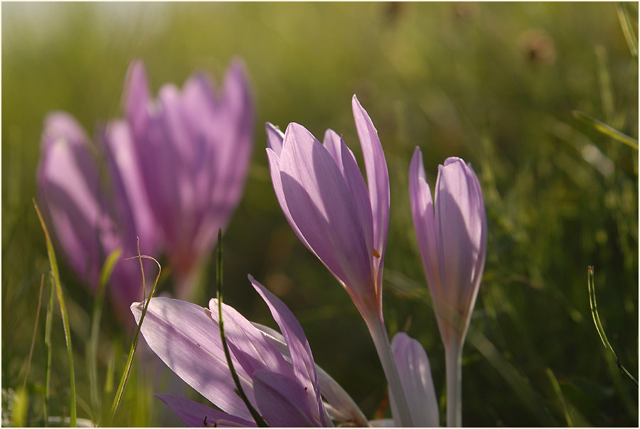 Herbstzeitlose (Colchicum autumnale L.)