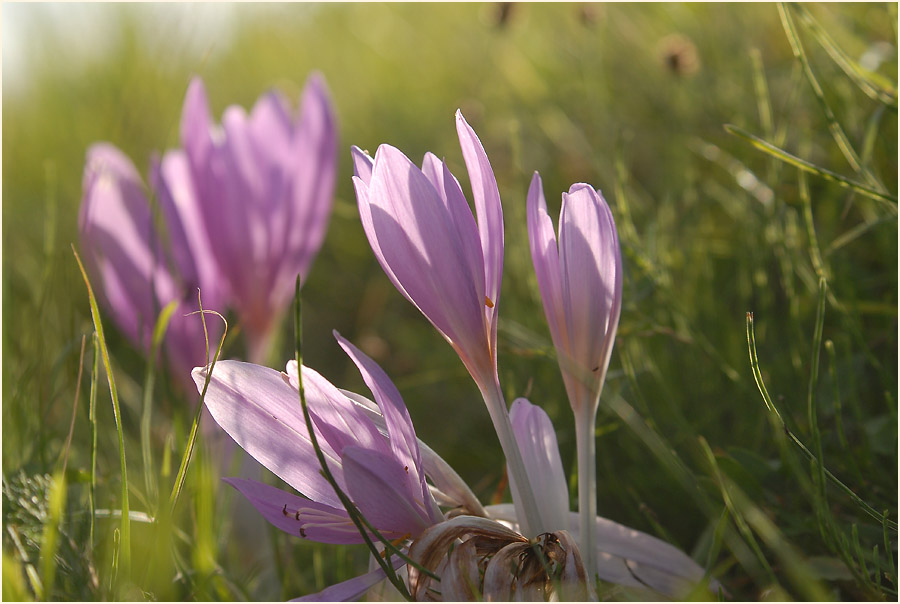 Herbstzeitlose (Colchicum autumnale L.)