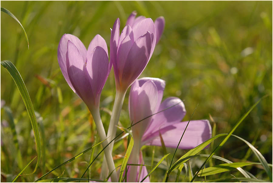 Herbstzeitlose (Colchicum autumnale L.)