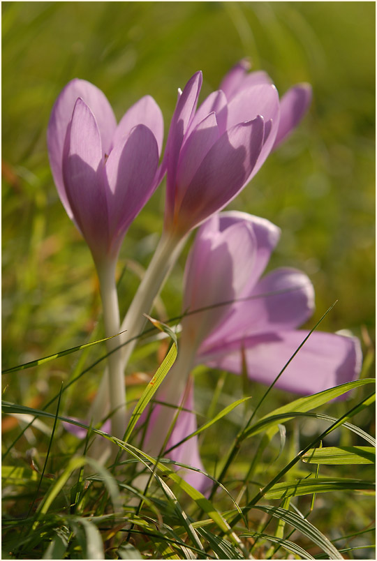 Herbstzeitlose (Colchicum autumnale L.)