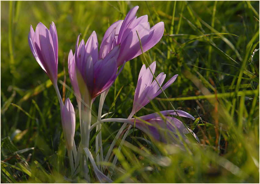 Herbstzeitlose (Colchicum autumnale L.)