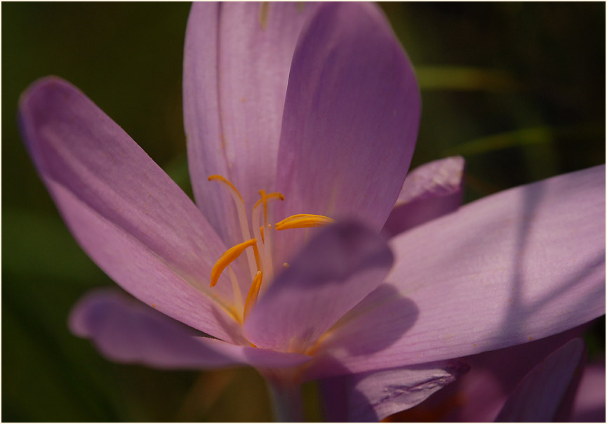 Herbstzeitlose (Colchicum autumnale L.)