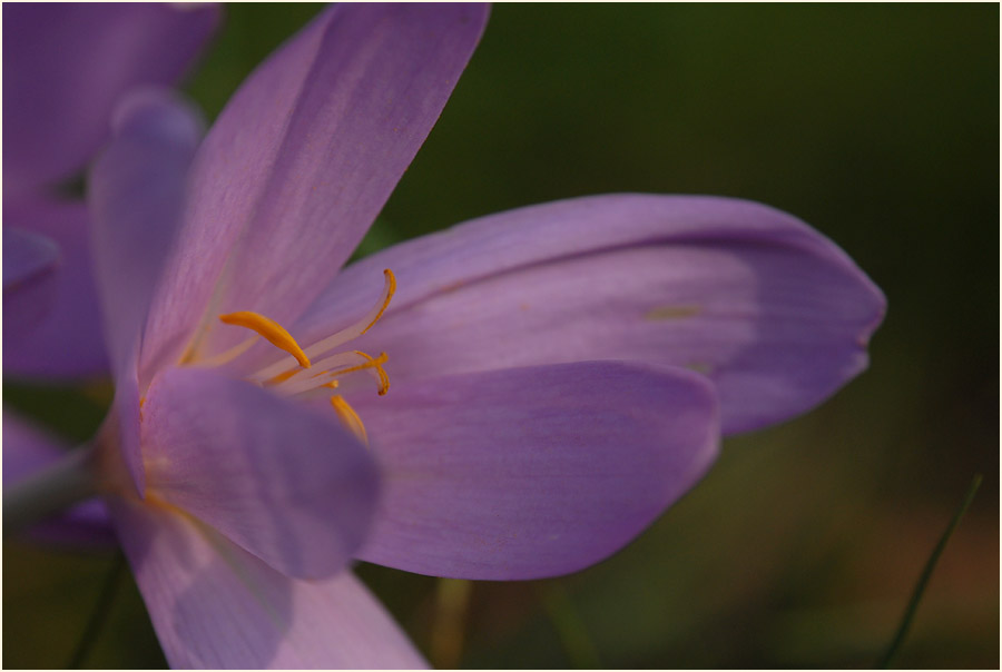 Herbstzeitlose (Colchicum autumnale L.)