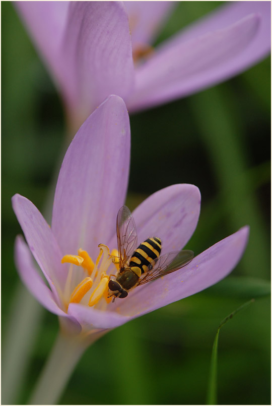 Herbstzeitlose (Colchicum autumnale L.)