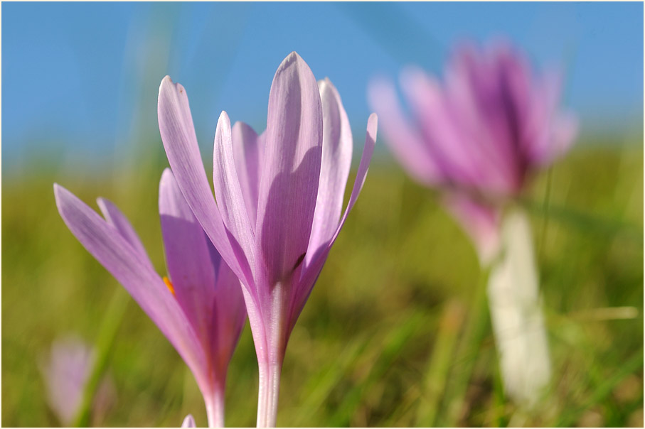 Herbstzeitlose (Colchicum autumnale L.)