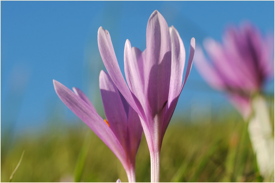 Herbstzeitlose (Colchicum autumnale L.)