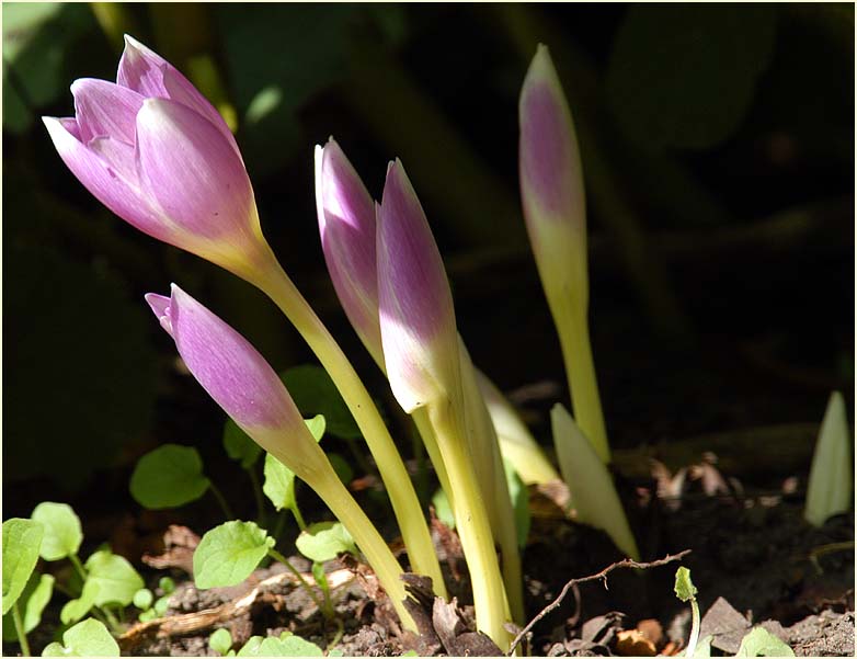 Herbstzeitlose (Colchicum autumnale L.)