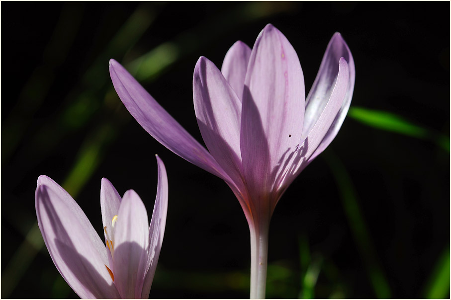 Herbstzeitlose (Colchicum autumnale L.)