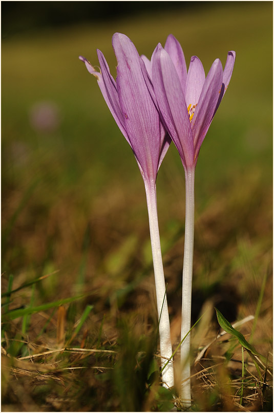 Herbstzeitlose (Colchicum autumnale L.)