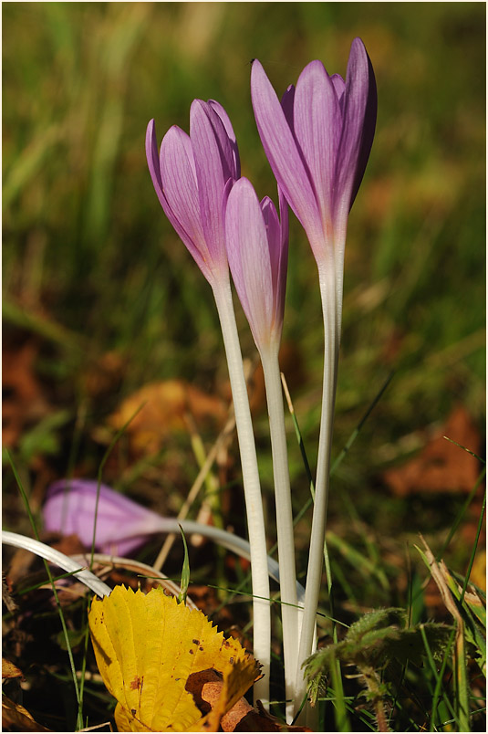 Herbstzeitlose (Colchicum autumnale L.)