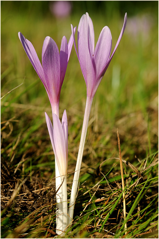 Herbstzeitlose (Colchicum autumnale L.)