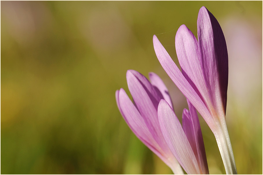 Herbstzeitlose (Colchicum autumnale L.)