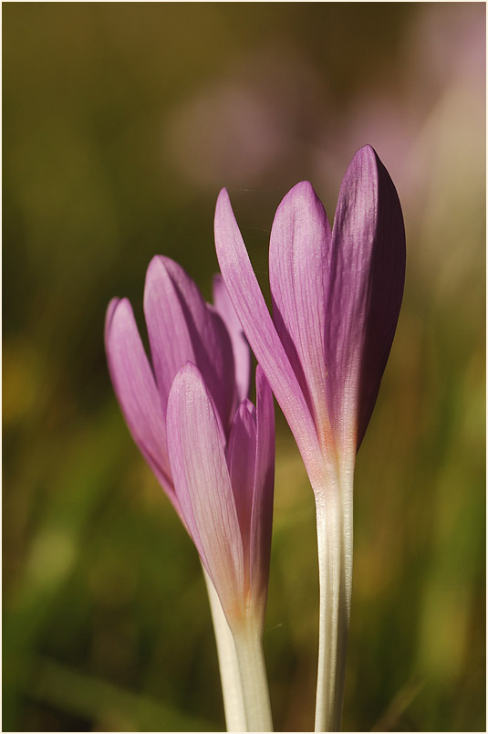 Herbstzeitlose (Colchicum autumnale L.)