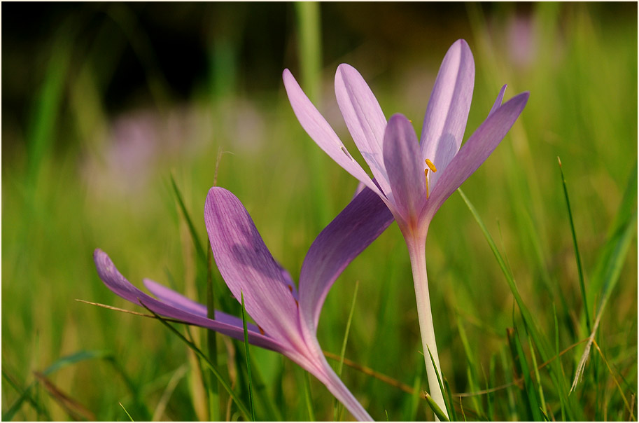 Herbstzeitlose (Colchicum autumnale L.)