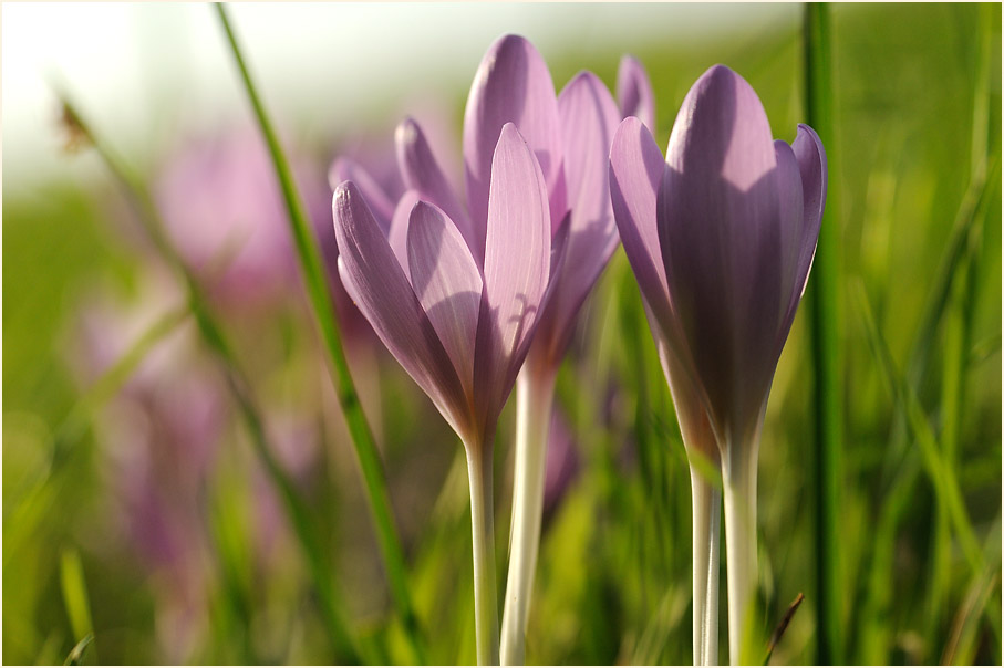 Herbstzeitlose (Colchicum autumnale L.)