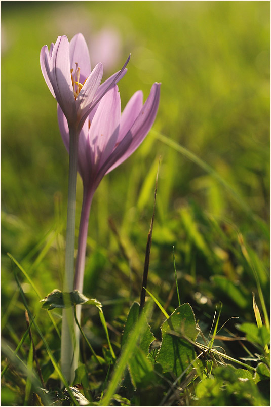 Herbstzeitlose (Colchicum autumnale L.)