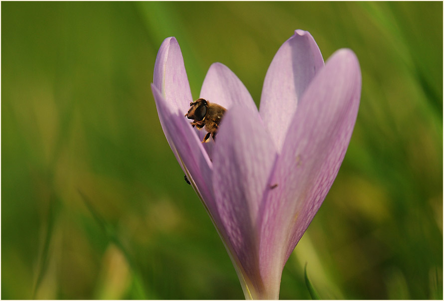 Herbstzeitlose (Colchicum autumnale L.)