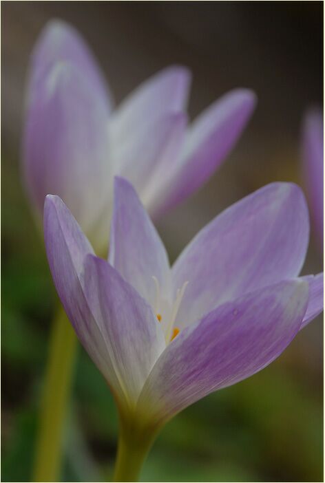 Herbstzeitlose (Colchicum autumnale L.)