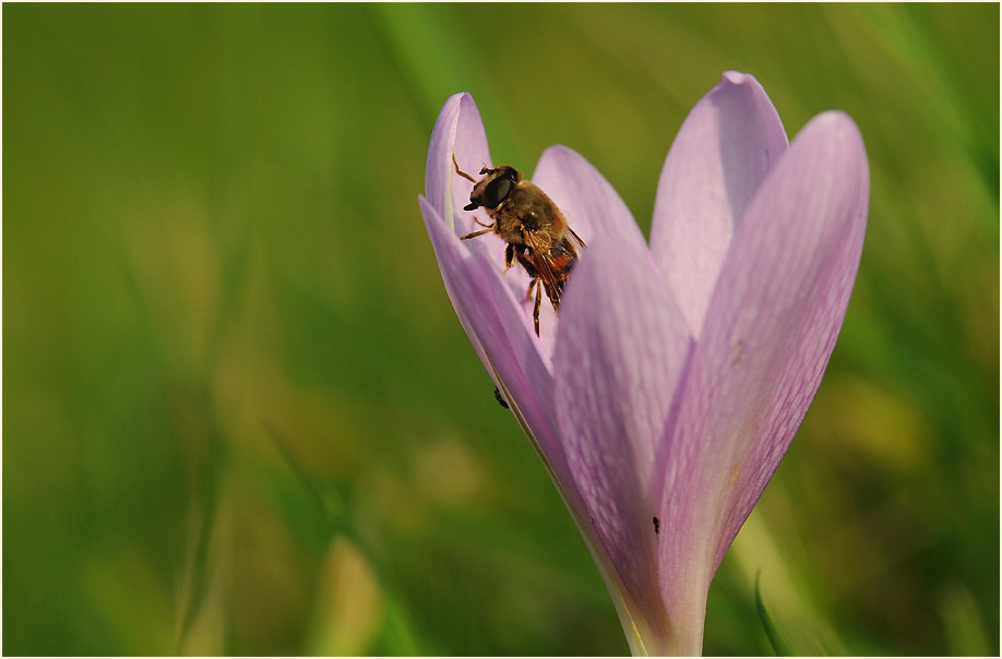 Herbstzeitlose (Colchicum autumnale L.)