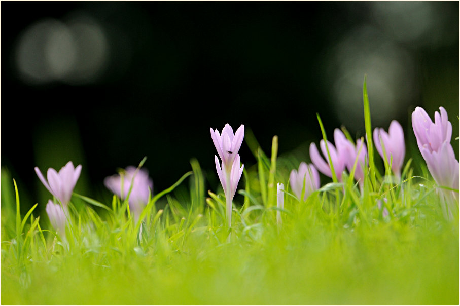 Herbstzeitlose (Colchicum autumnale L.)