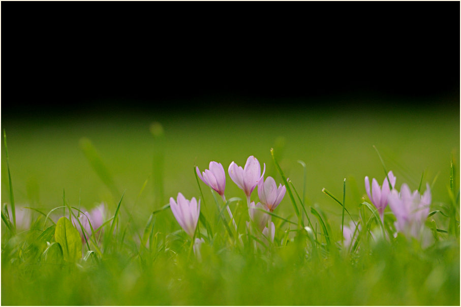 Herbstzeitlose (Colchicum autumnale L.)