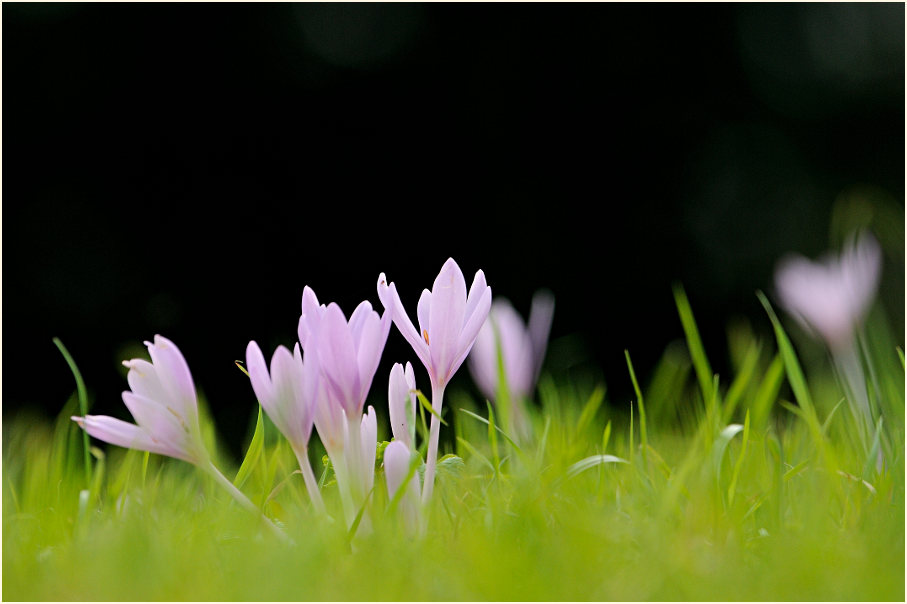 Herbstzeitlose (Colchicum autumnale L.)