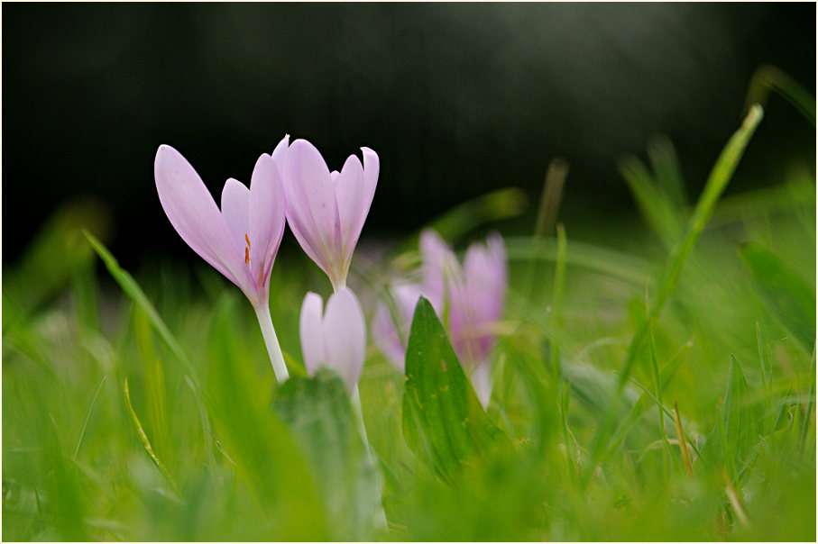 Herbstzeitlose (Colchicum autumnale L.)