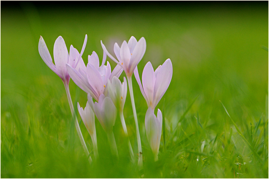 Herbstzeitlose (Colchicum autumnale L.)